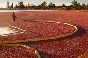 Cranberry boom being deployed to contain cranberries