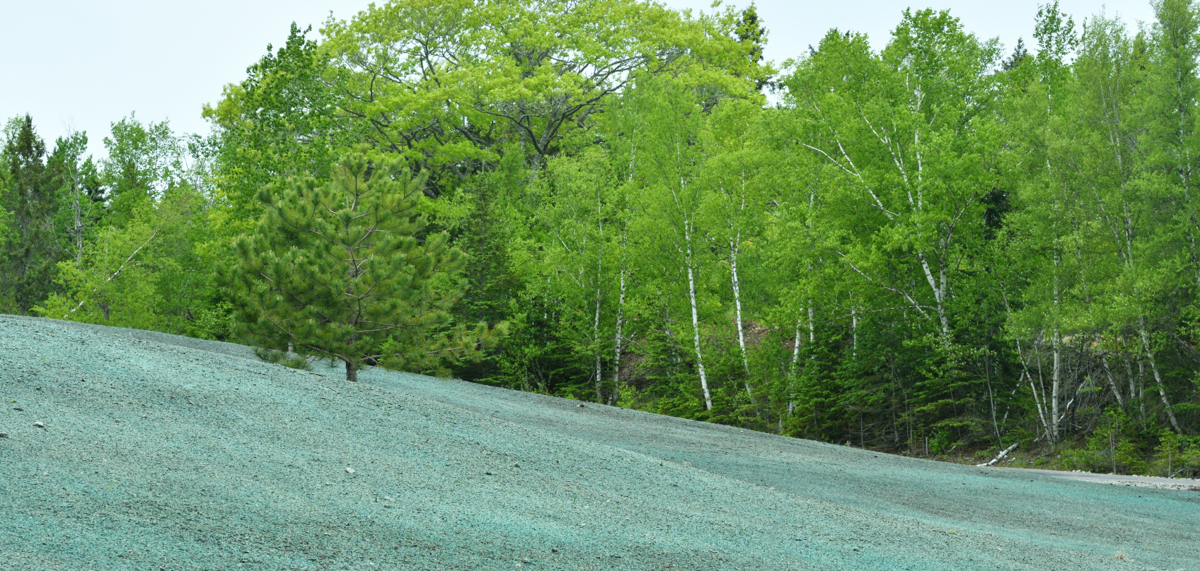 Hydroseeding and Vegetation Restoration
